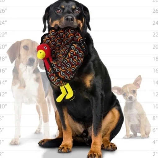 Barnyard Turkey - Multiple Squeakers - Multiple Layers