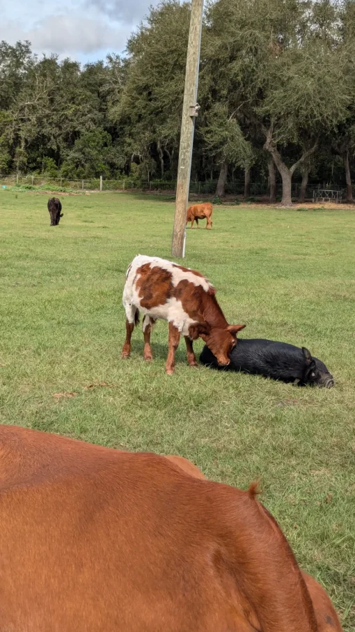 Cow Cuddle EXPERIENCES Gift Certificate-Great Gift Idea!