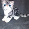 Grey Tabby and Calico Exotic Short Hair Plush Cats