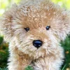 Lila the Laying Labradoodle by Auswella