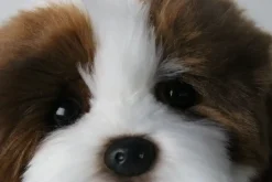 Plush Shih Tzu Puppy Brown and White